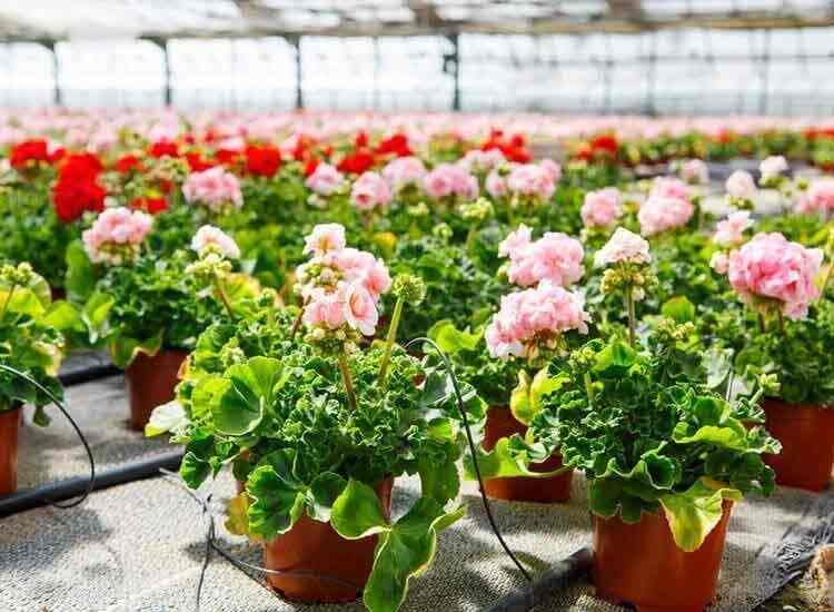 My Garden Nursery Photos Baramati Pictures Images