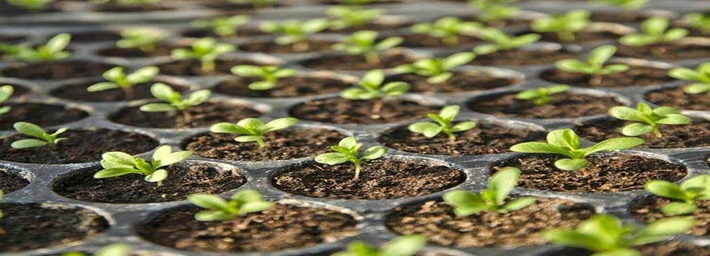Globe Nursery Raja Ram Mohan Roy Sarani Seed Retailers In Kolkata Globe Nursery