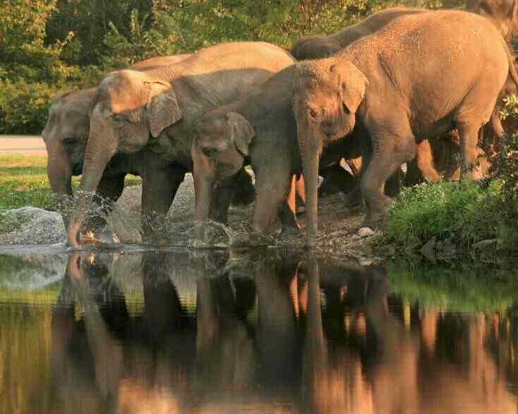 Image result for mudumalai