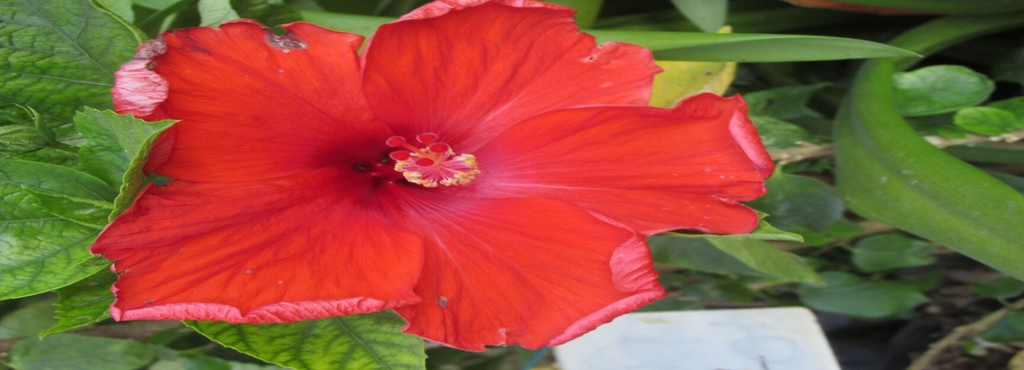 Green Garden Nursery Vasai West Plant Nurseries In Mumbai Justdial Green Garden Nursery