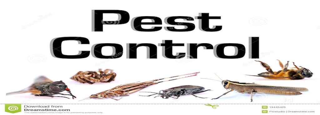 Regal Pest Management Wagholi Residential Control Services Regal Pest Management Wagholi Residential Control Services In Pune Justdial