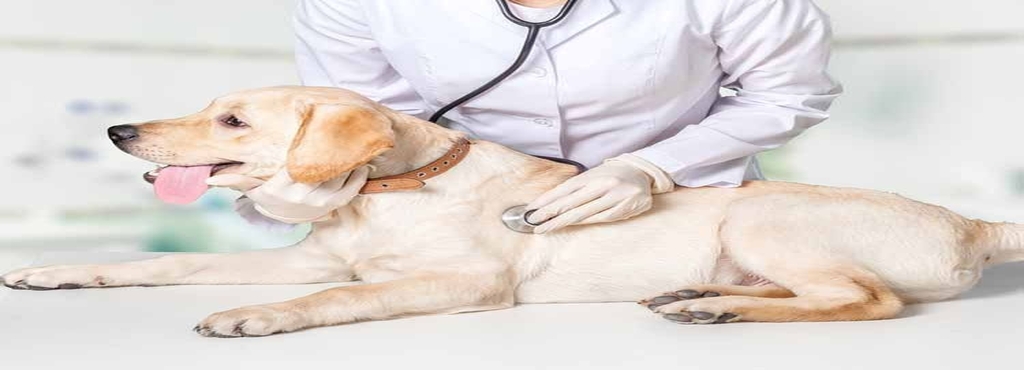 College Of Veterinary Animal Sciences Mannuthy Colleges In