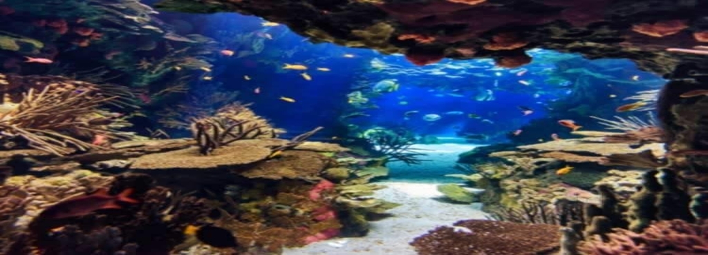 mareena aquarium products fishes